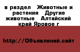  в раздел : Животные и растения » Другие животные . Алтайский край,Яровое г.